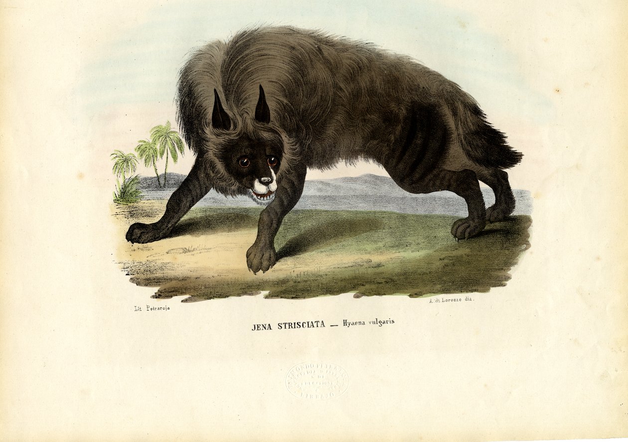 Hiena Listrada, 1863-79 de Raimundo Petraroja
