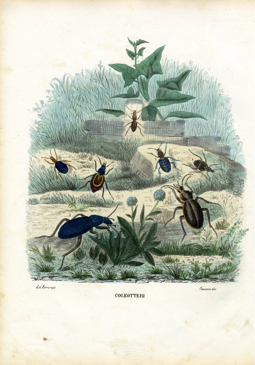 Tigre e besouros à terra, 1863-79 de Raimundo Petraroja