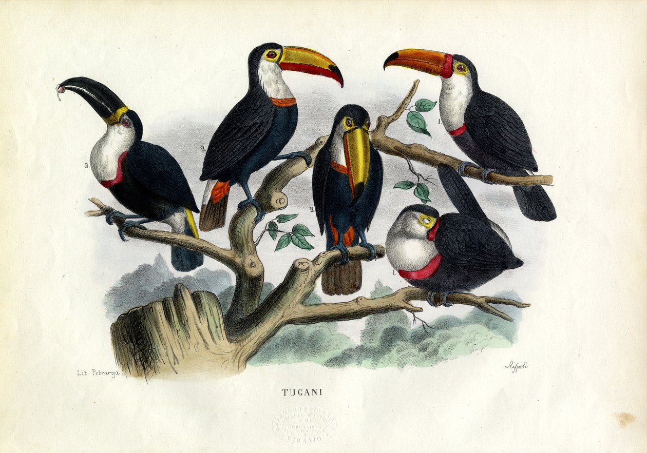 Tucans, 1863-79 de Raimundo Petraroja