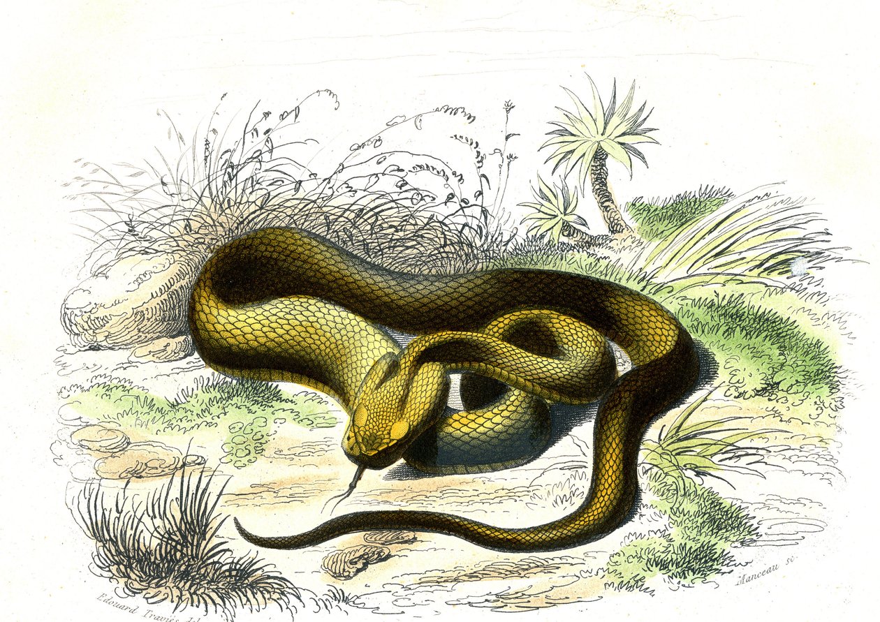 Vipere ponta de lança (Cophias Lanceolatus) - Prato de História Natural de Bernard Germain de Lacepede (1856-1925), edição P.Furme, Paris de Raimundo Petraroja