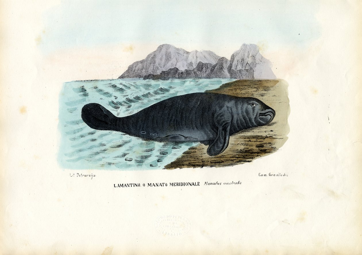 Peixe-boi das Índias Ocidentais, 1863-79 de Raimundo Petraroja