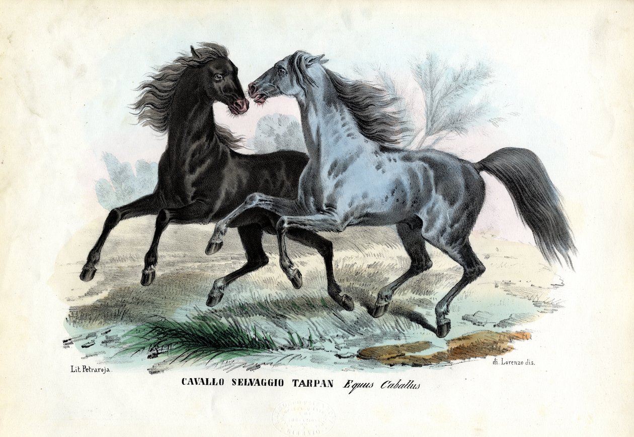 Cavalos selvagens de Raimundo Petraroja