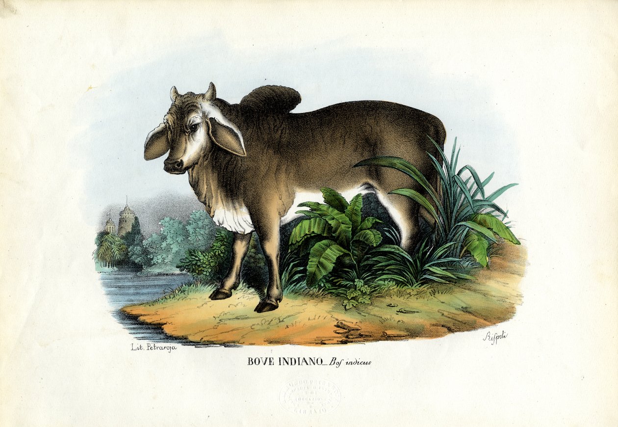 Zebu, 1863-79  de Raimundo Petraroja