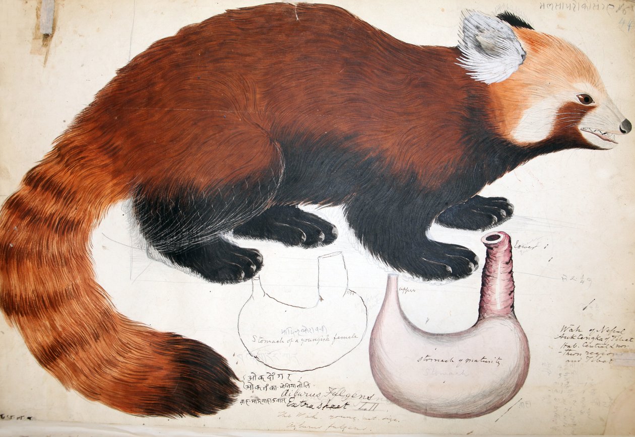 Hodgson Manuscritos Red Panda, 1831-47 (wc, caneta e tinta sobre papel) de Raj Man Singh