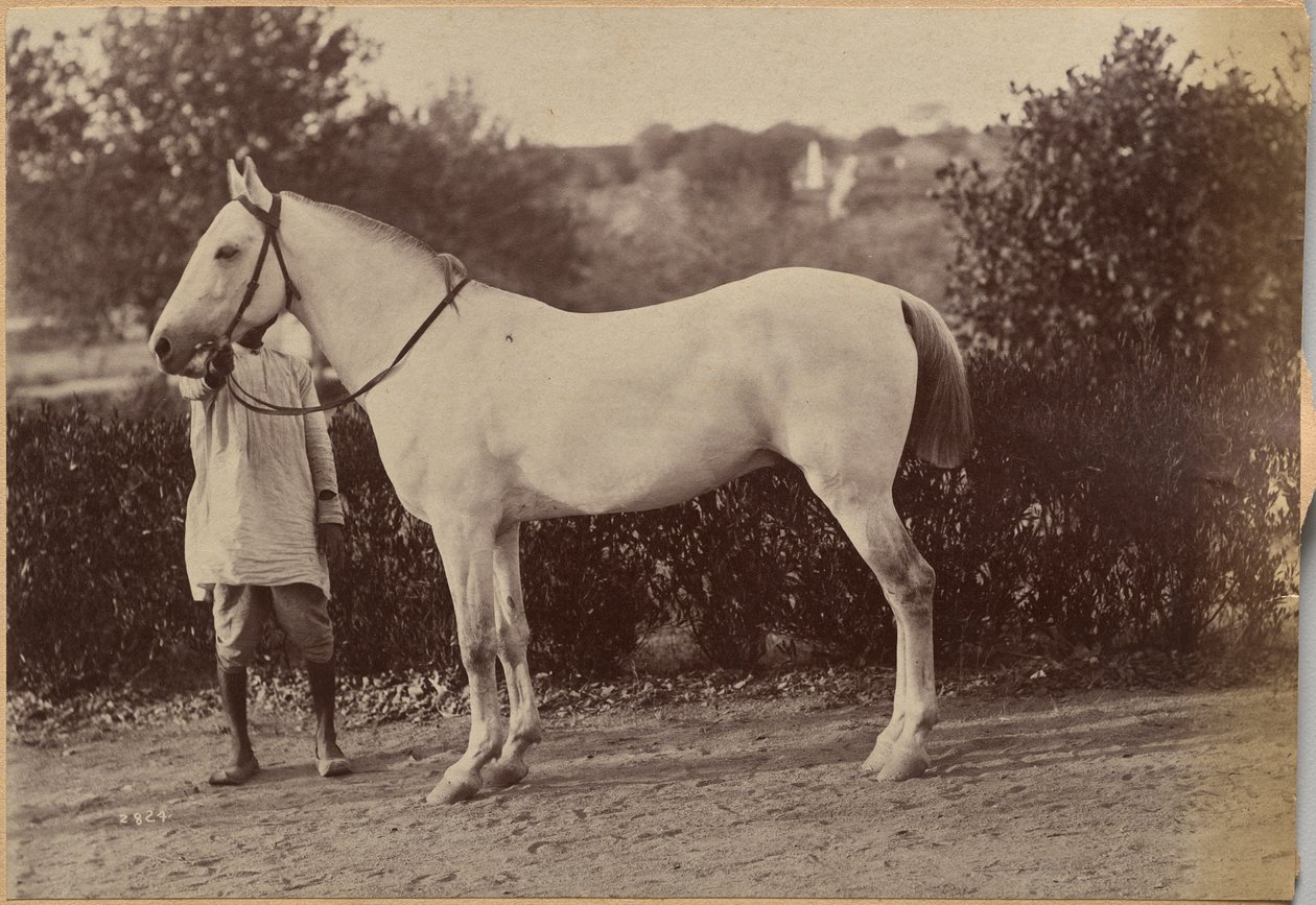 O cavalo do capitão Bailward, Jhansi (verso, à direita) de Raja Deen Dayal