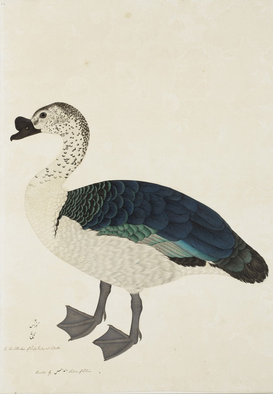 Um Pente Drake (Sarkidiornis melanota), c.1780 (wc opaca no papel) de Ram Das
