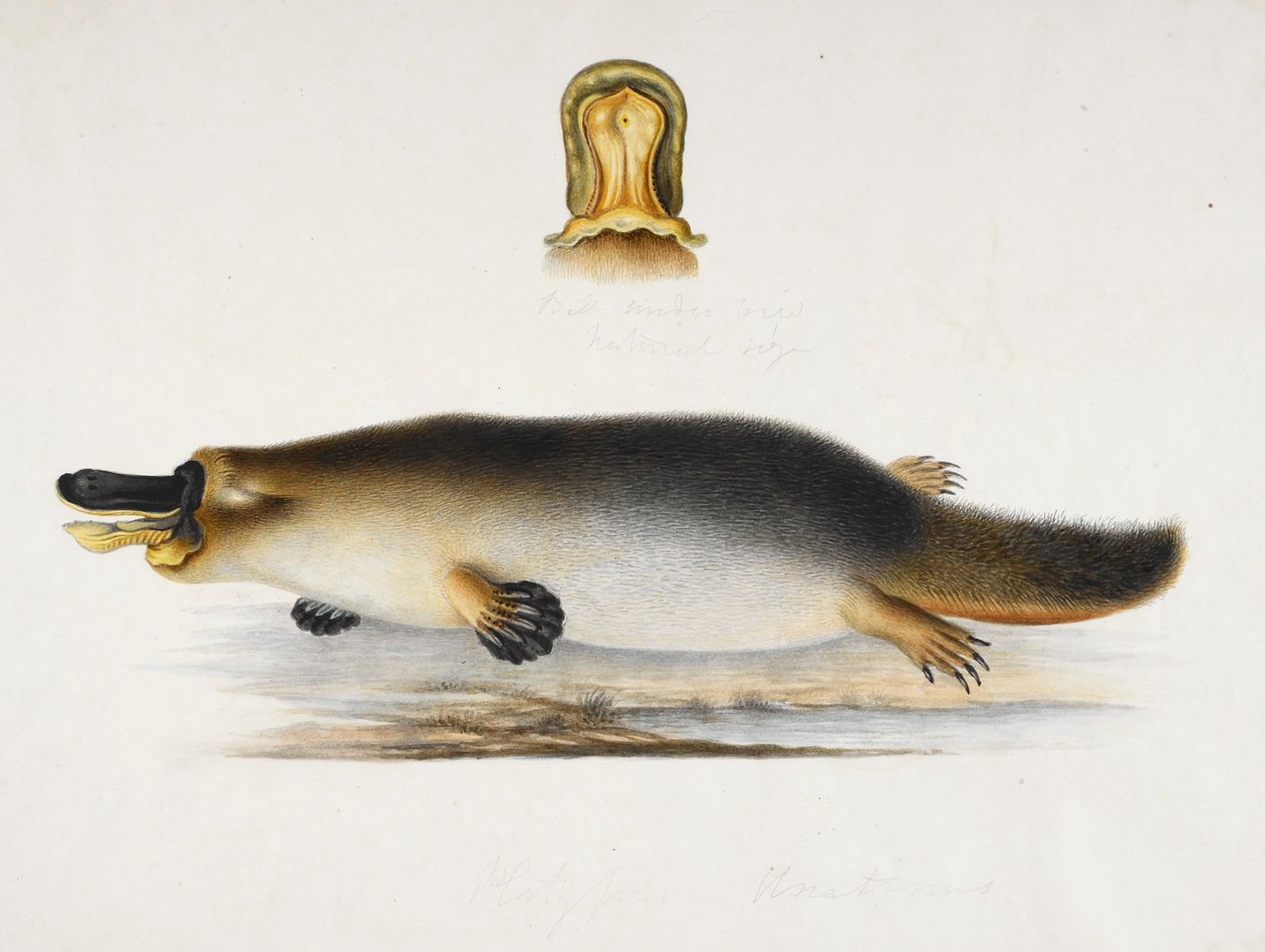 Um ornitorrinco de bico de pato junto a uma piscina, com um detalhe da sua conta, c.1820 de Ram Sita
