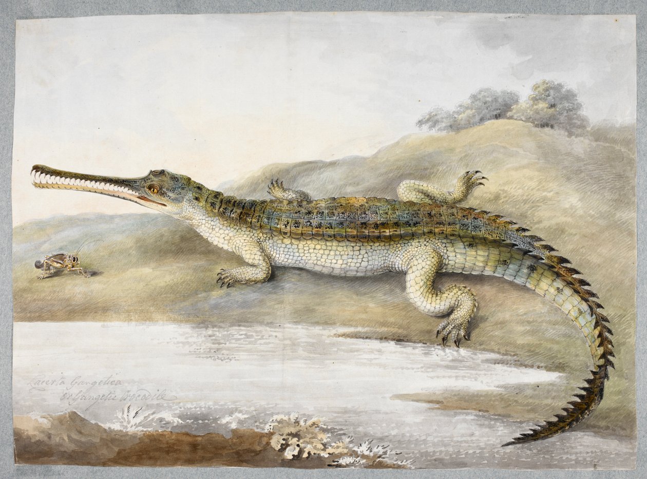 Um crocodilo gangster ou gangster face a face com gafanhoto, c.1820 (aguarela sobre papel) de Ram Sita