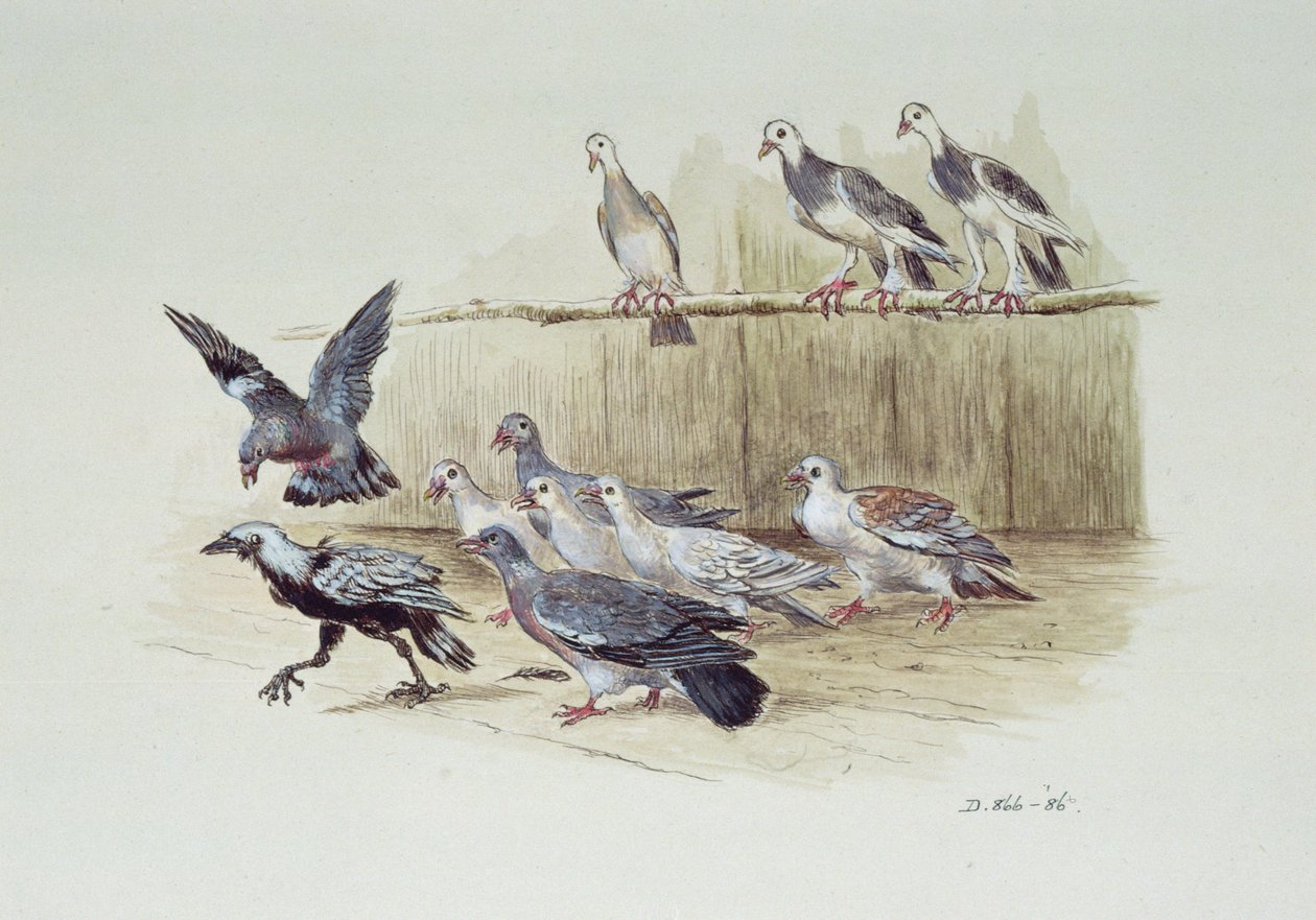 A gralha e as pombas de Randolph Caldecott