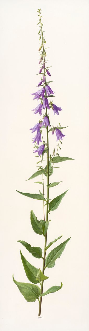 Adenophora species (óleo sobre papel) de Raymond Booth