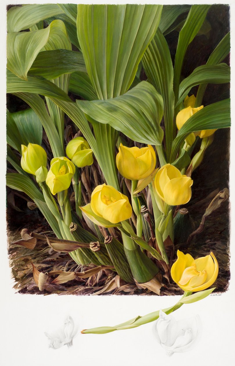 Angula clowsii de Raymond Booth