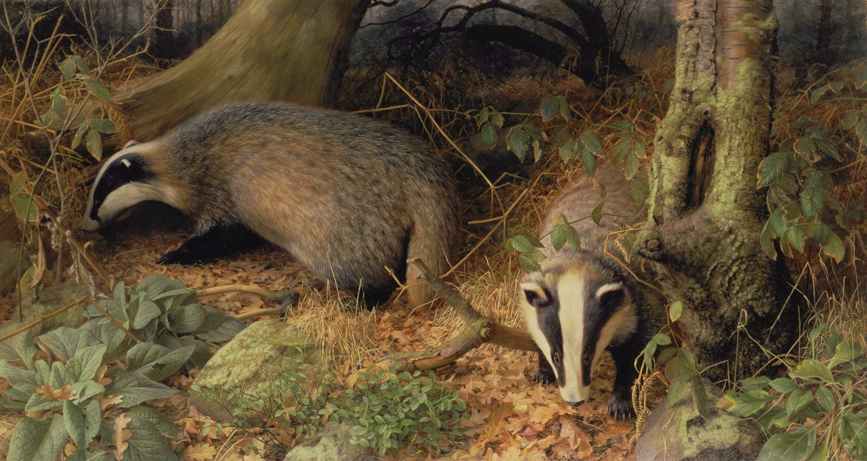 Texugos de Raymond Booth