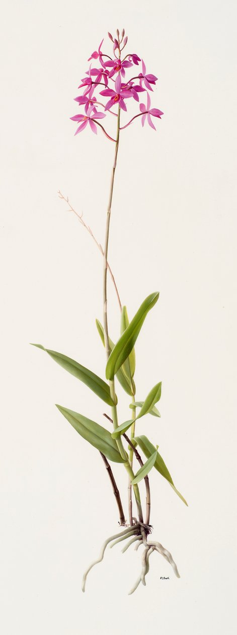 Barkeria skinneri (óleo sobre papel) de Raymond Booth