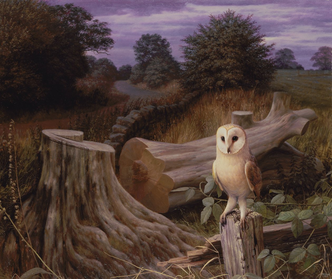 Coruja-das-torres ao amanhecer de Raymond Booth