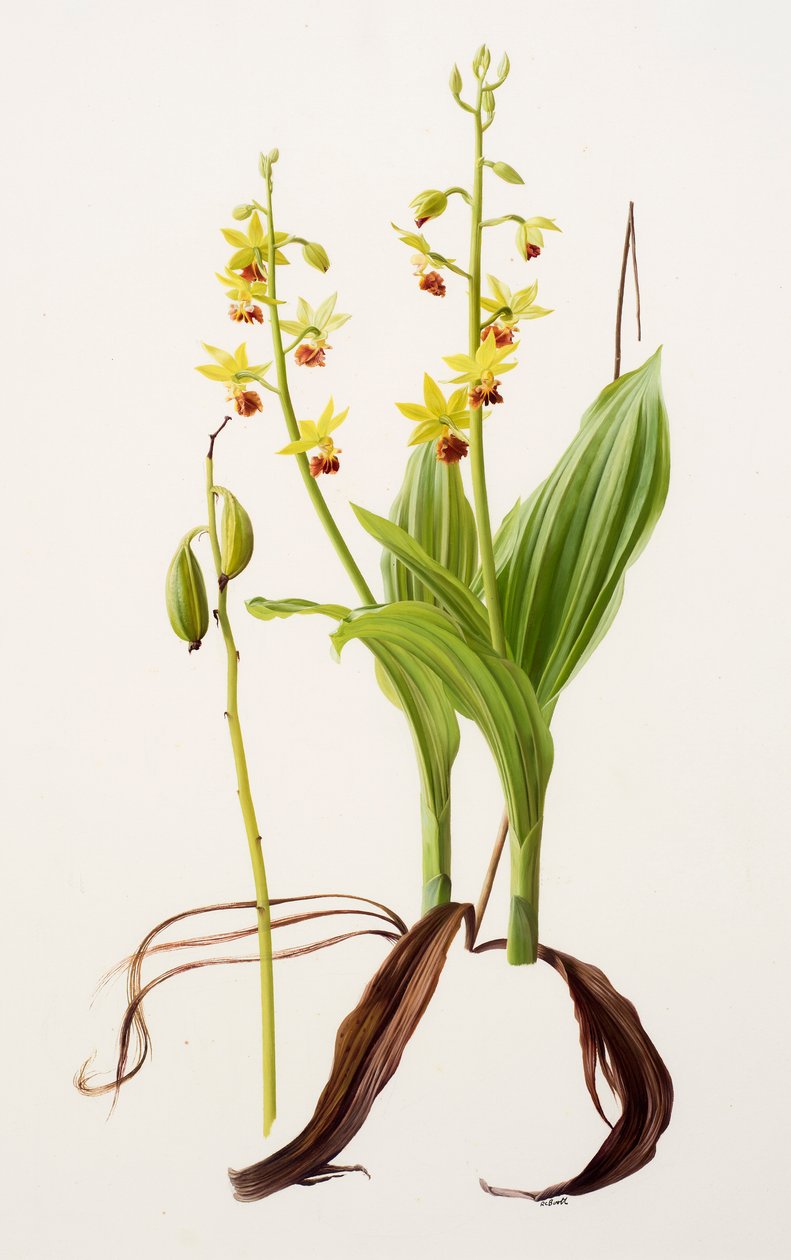 Calanthe tricarinata (óleo sobre papel) de Raymond Booth