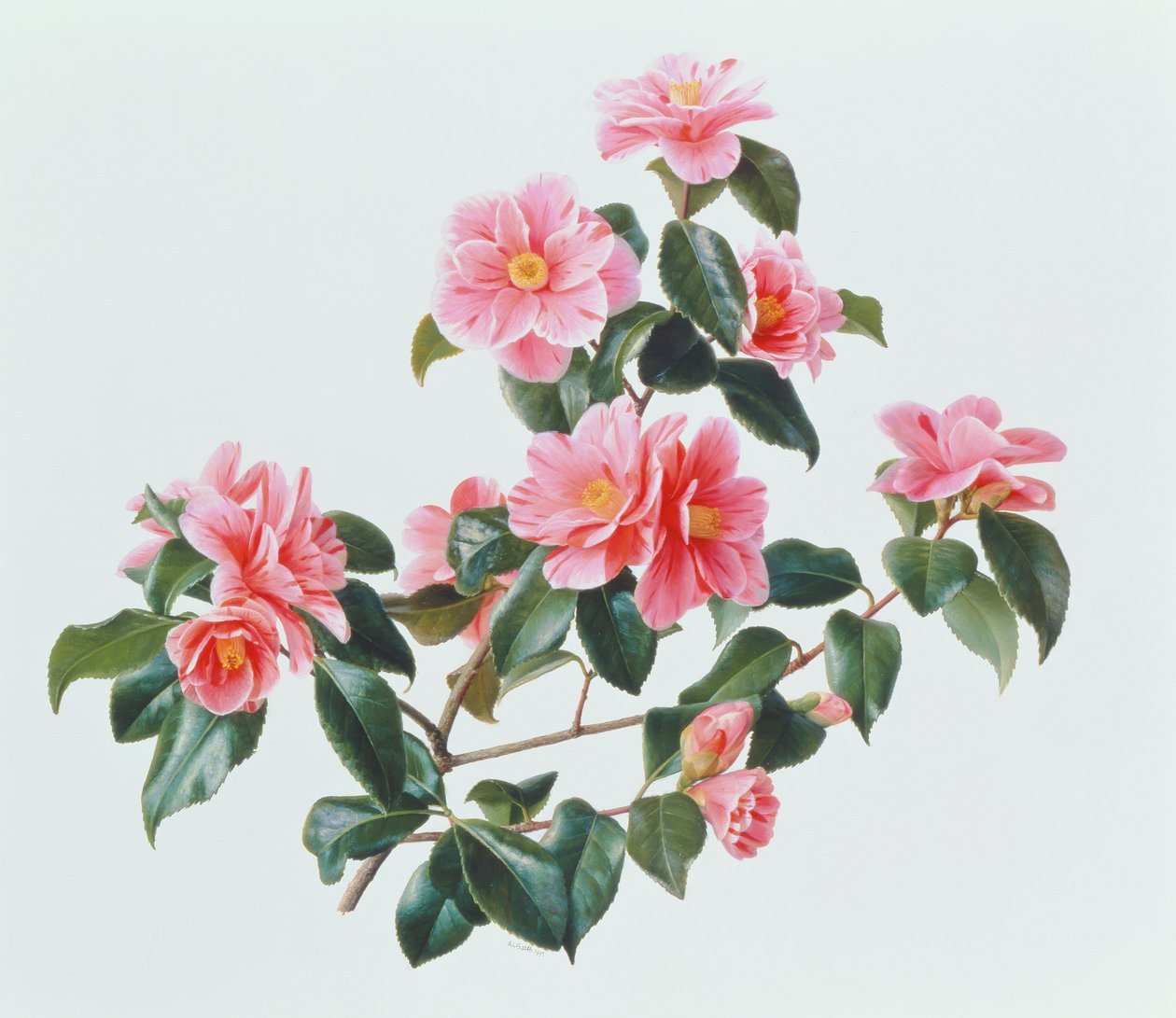 Camélia Japónica Tricolor de Raymond Booth