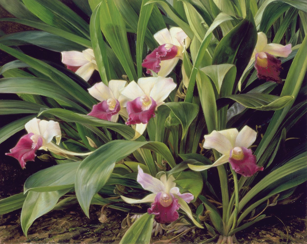 Híbrido de Cochleanthus de Raymond Booth
