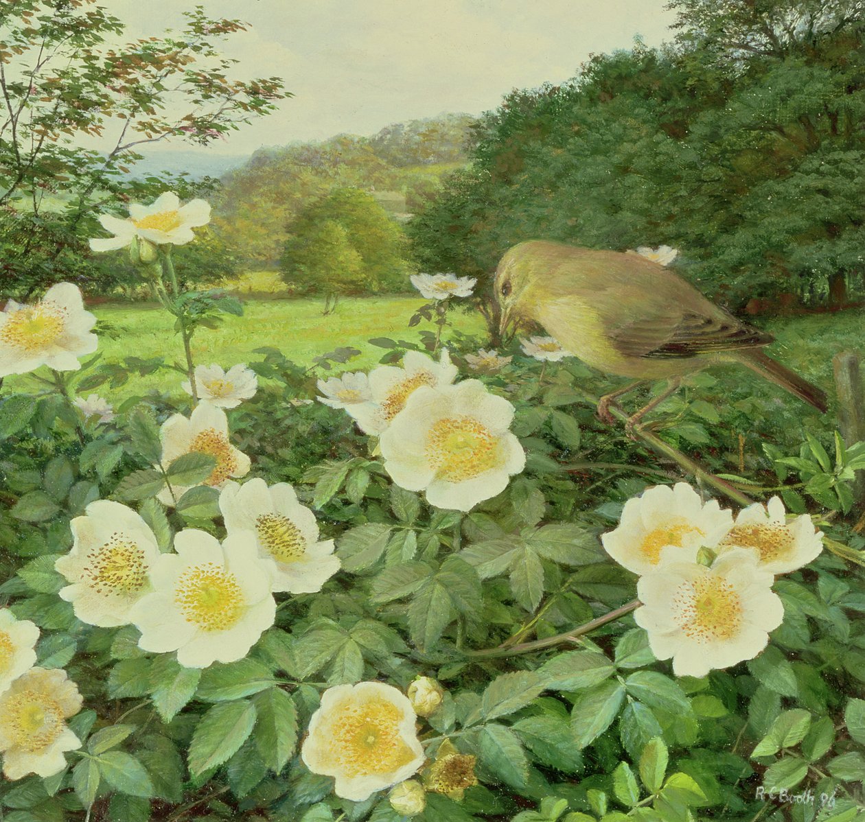 Rosa dos campos e toutinegra do salgueiro de Raymond Booth