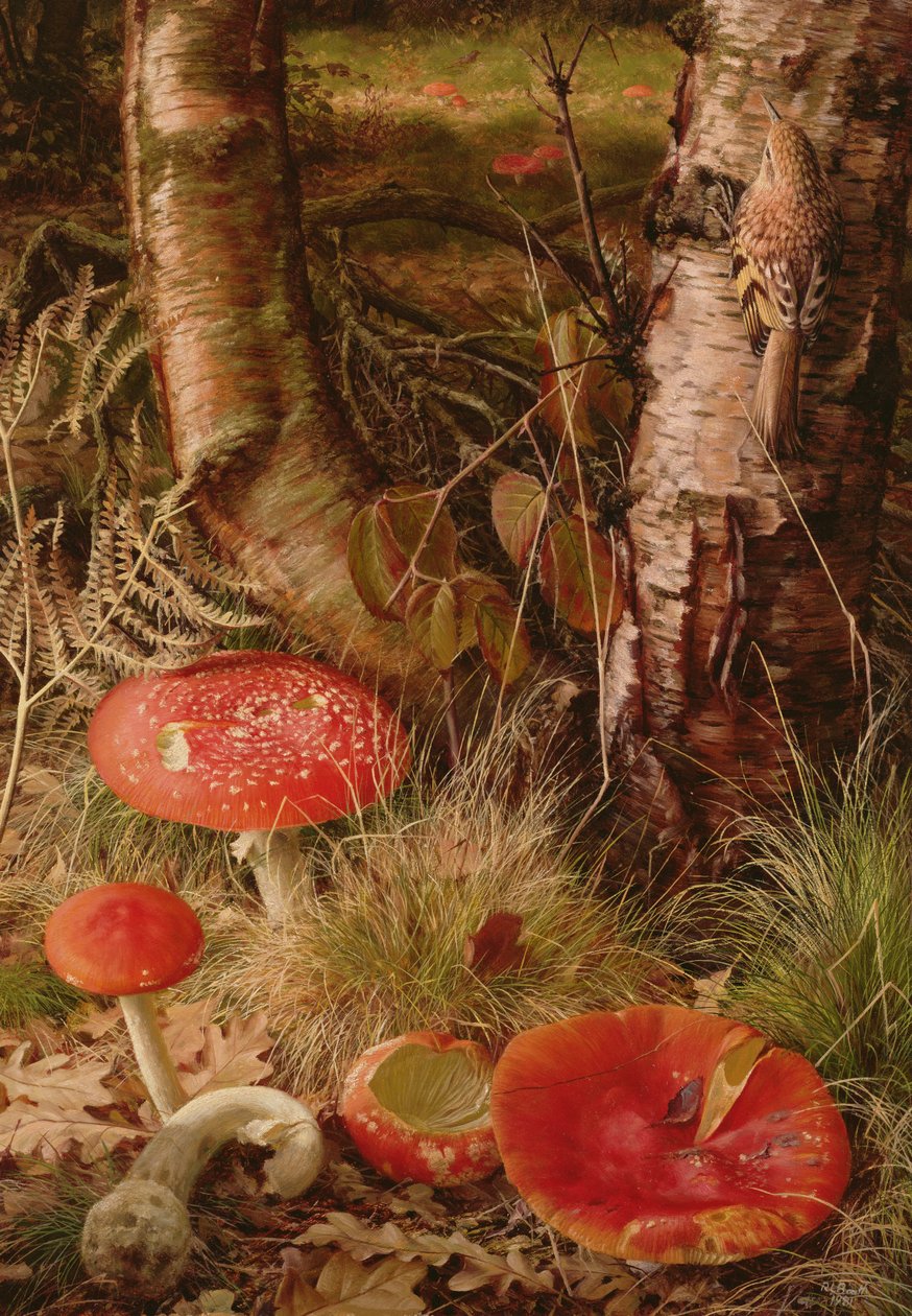 Agáricos de mosca de Raymond Booth