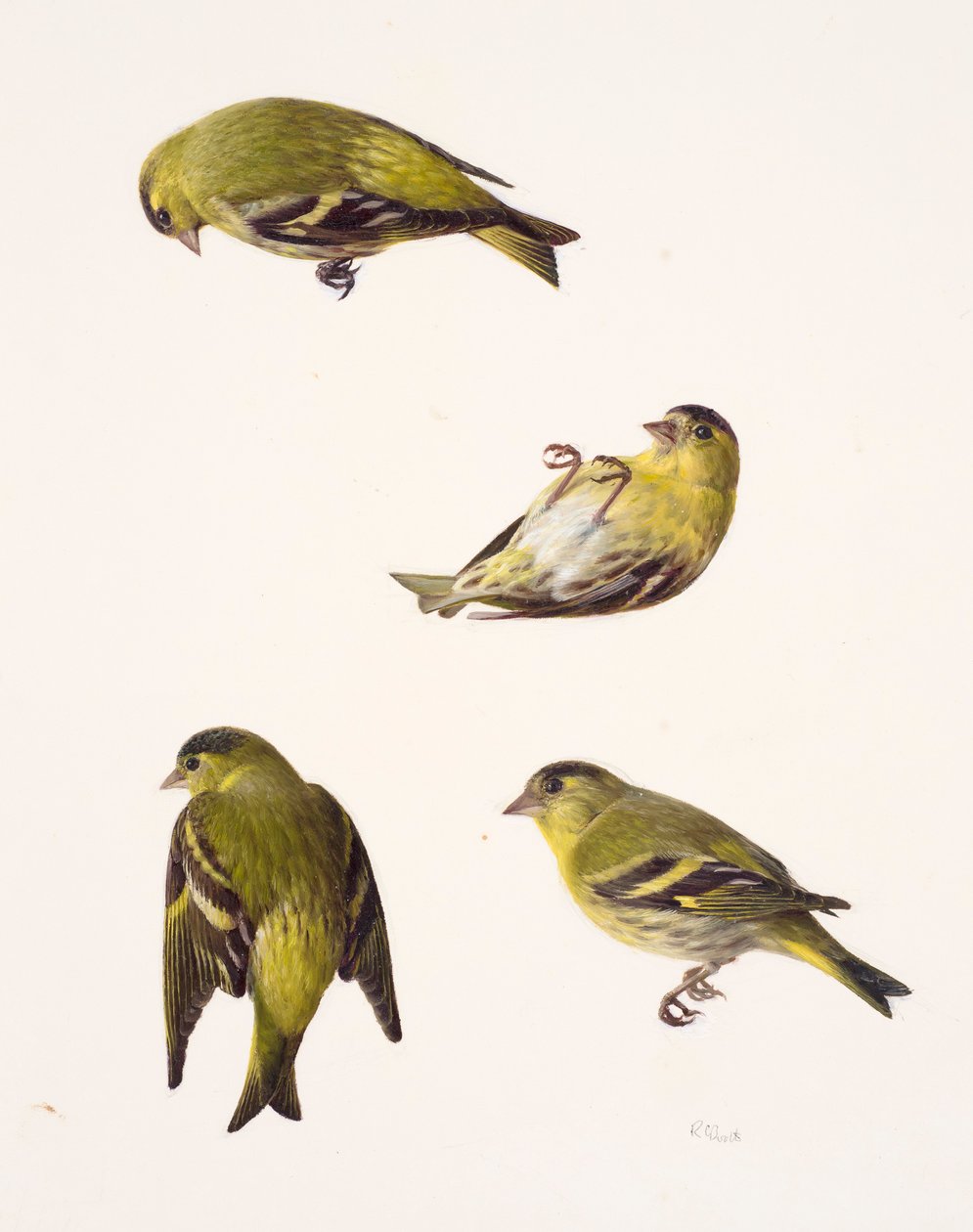 Quatro estudos de um siskin (óleo sobre papel) de Raymond Booth