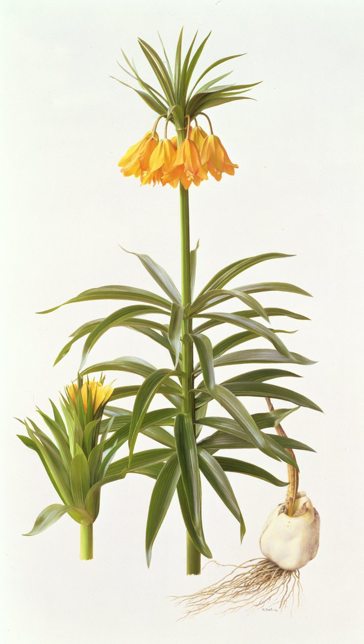 Fritillaria Eduardii de Raymond Booth