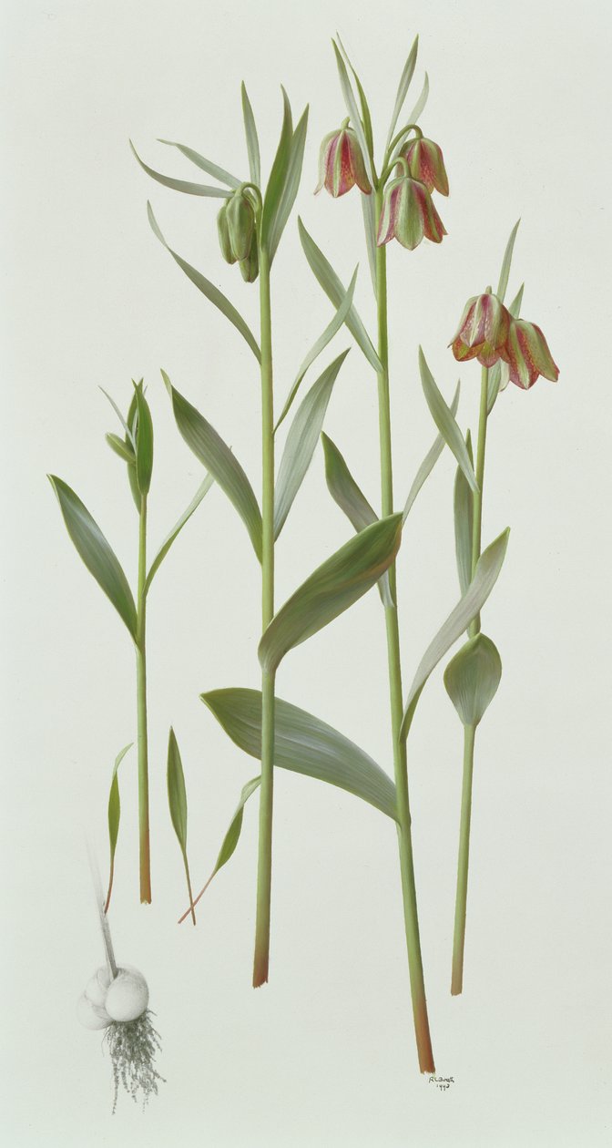 Fritillaria Hermonis Amana de Raymond Booth