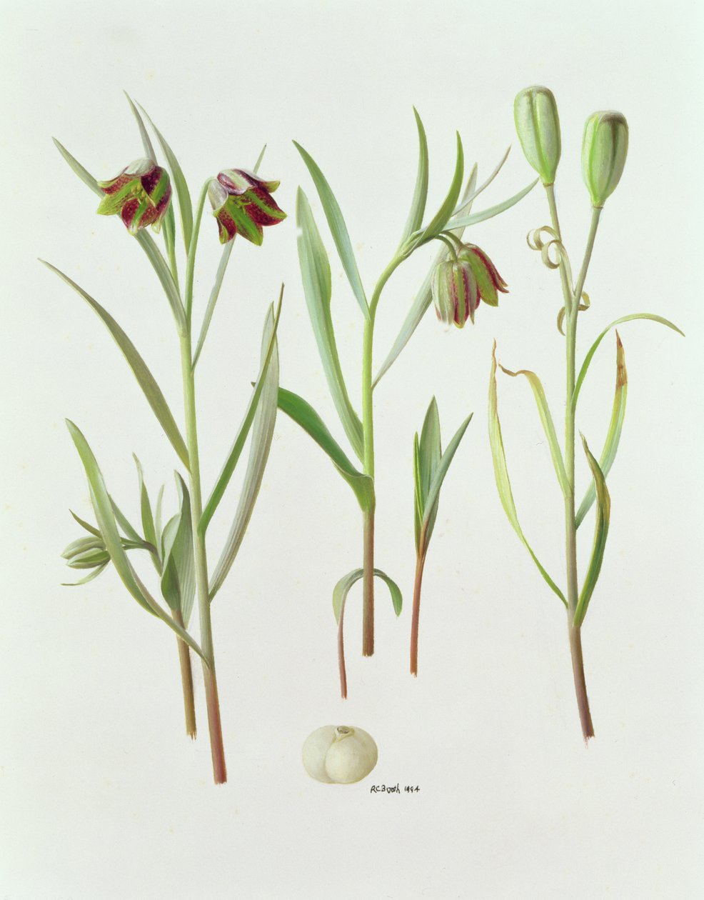 Fritillaria Kurdica de Raymond Booth