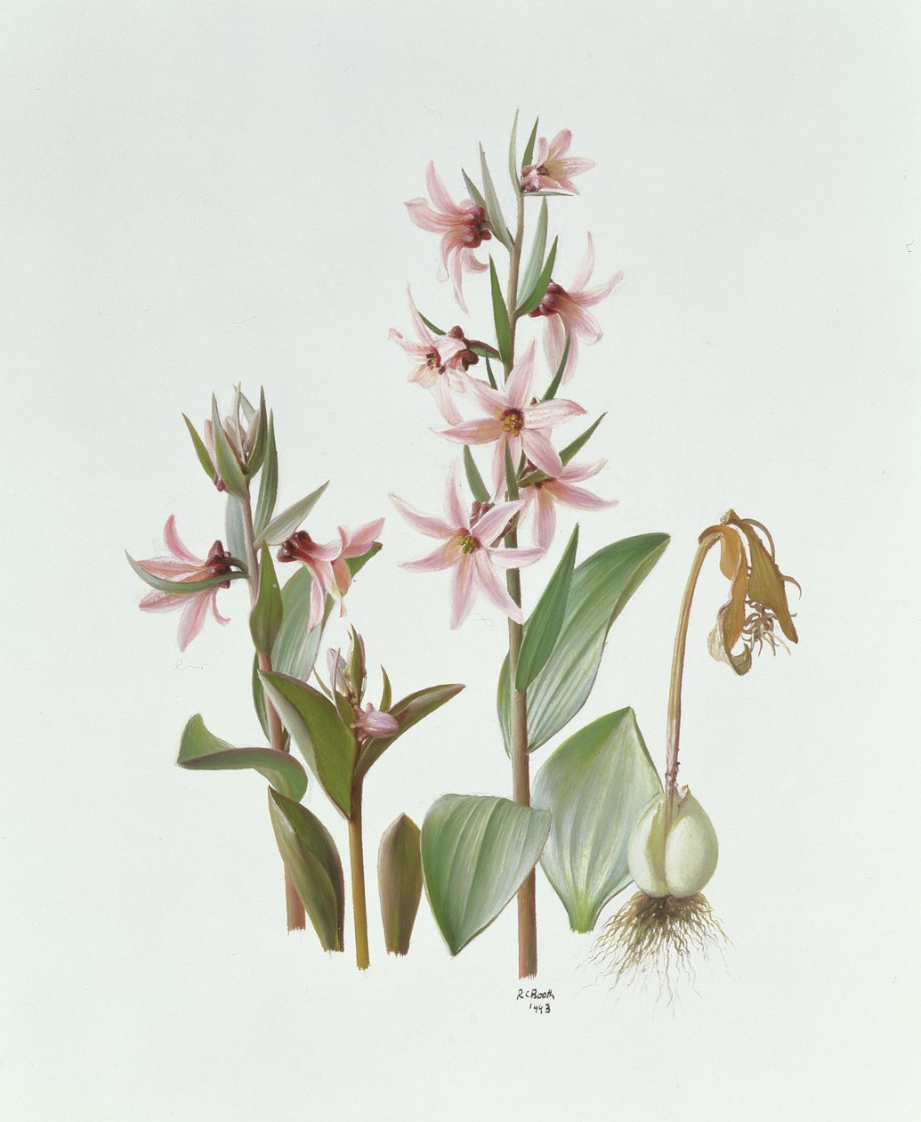 Fritillaria Stenanthera de Raymond Booth