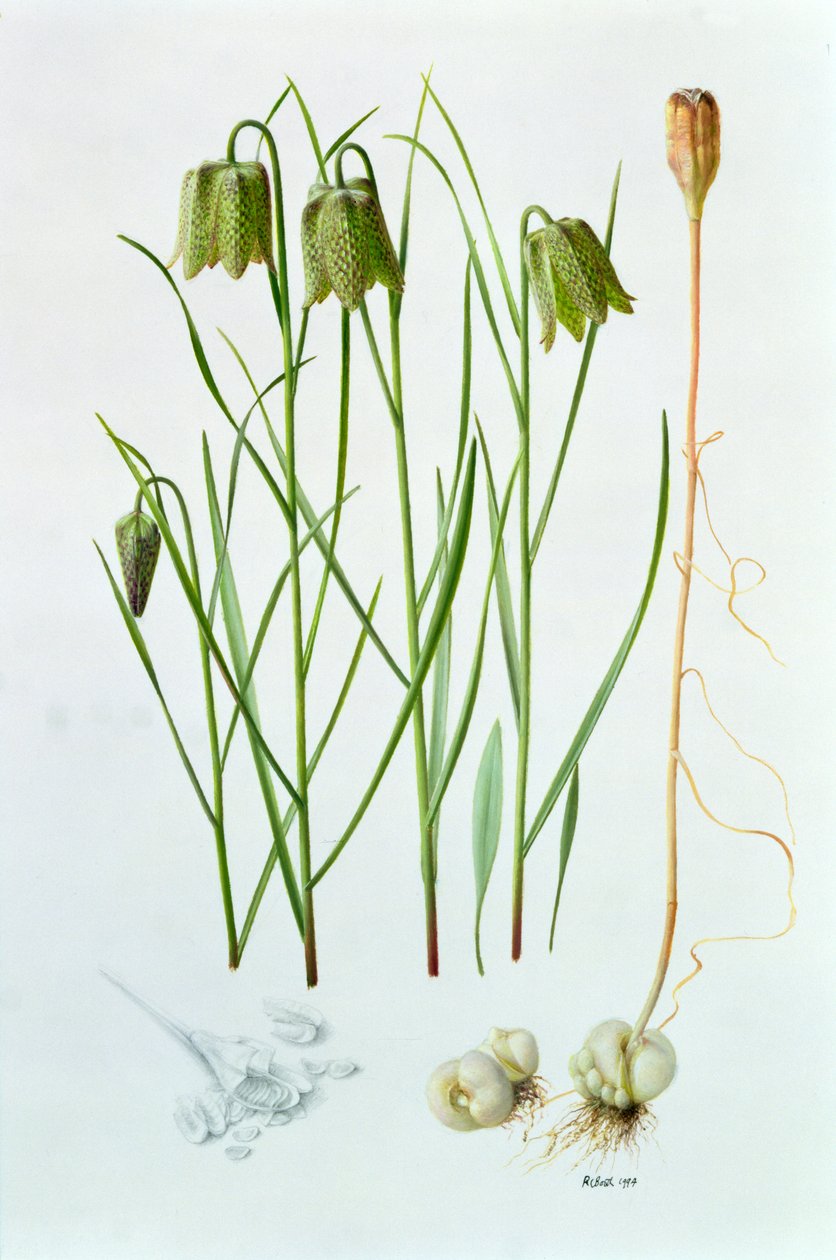 Fritillaria whittallii de Raymond Booth