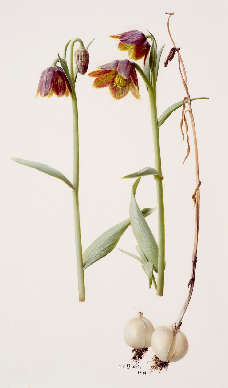 Fritillaria daviesii de Raymond Booth