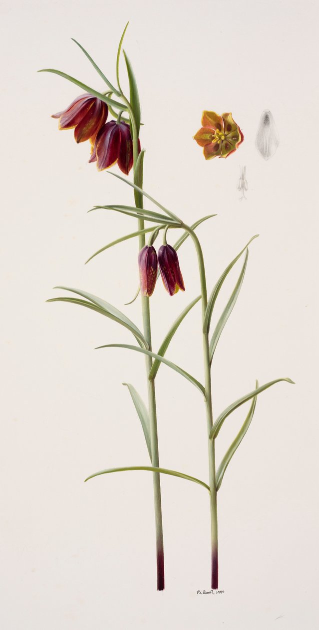 Fritillaria gracilis (óleo sobre papel) de Raymond Booth