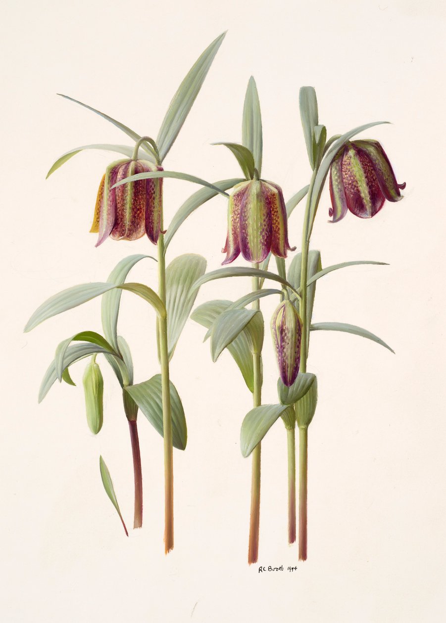 Fritillaria kotschyana de Raymond Booth