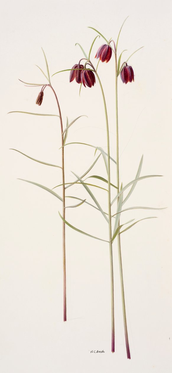 Fritillaria montana (óleo sobre papel) de Raymond Booth