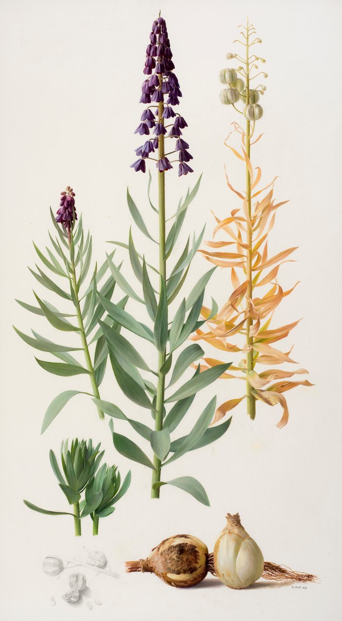 Fritillaria persica de Raymond Booth
