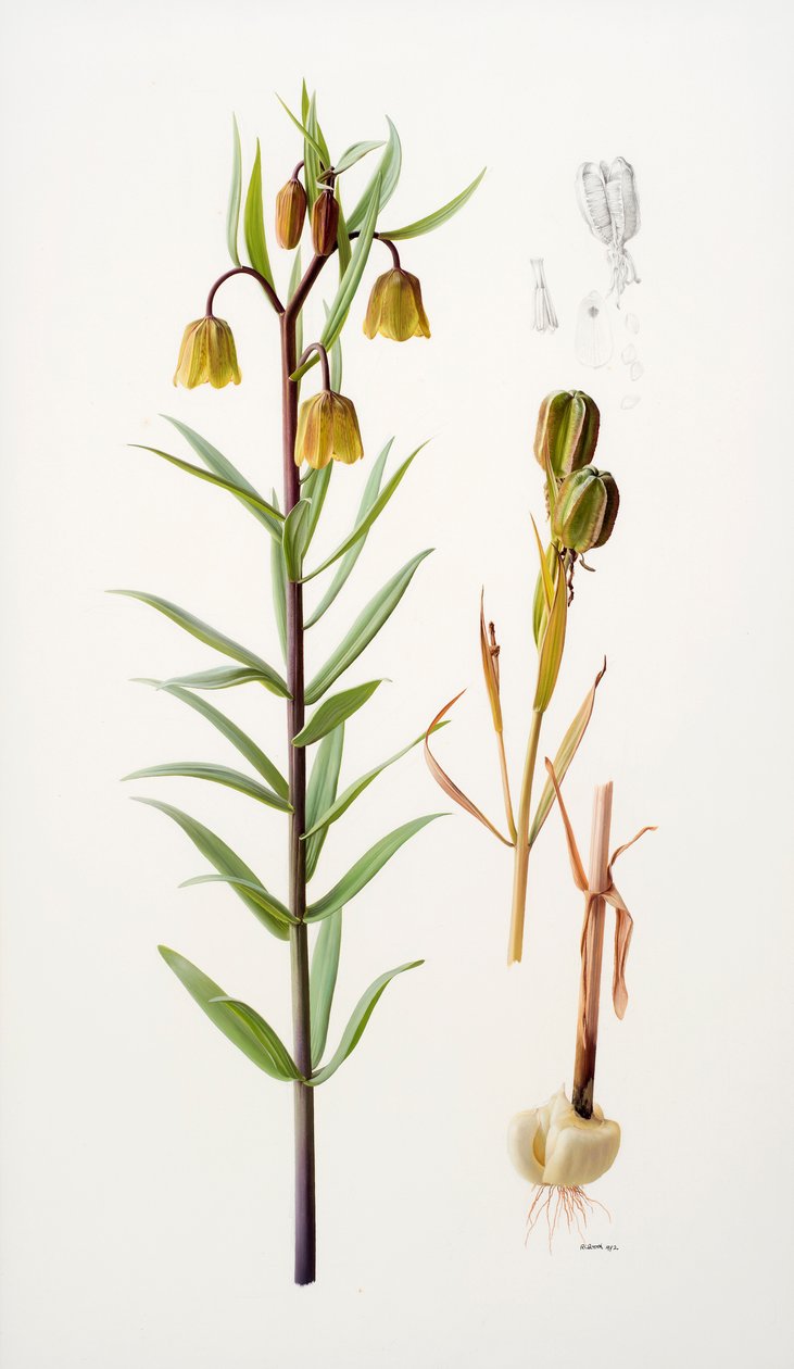 Fritillaria roylei | Raymond Booth | Impressão de arte