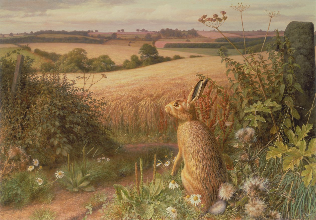 Lebre num campo de Raymond Booth