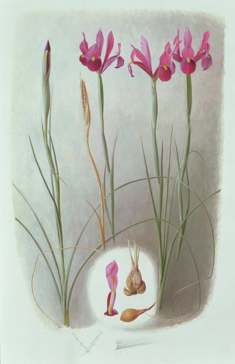 Iris filifolia de Raymond Booth