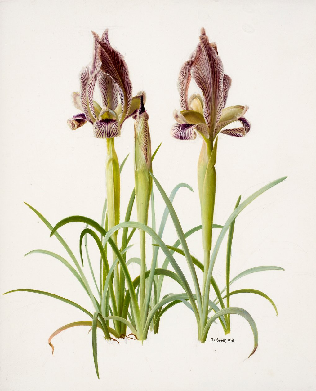 Iris acutiloba (óleo sobre papel) de Raymond Booth