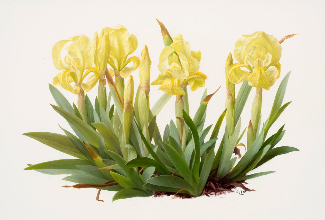 Iris lutescens (óleo sobre papel) de Raymond Booth