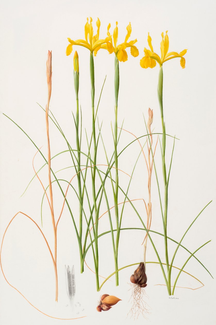 Iris spuria, 2002 (óleo sobre papel) de Raymond Booth