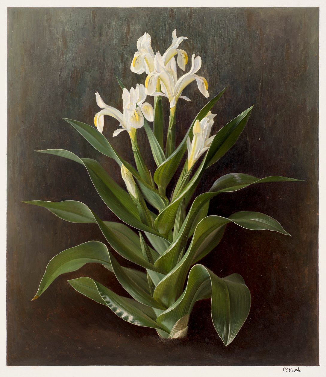 Iris willmottiana alba (óleo sobre papel) de Raymond Booth