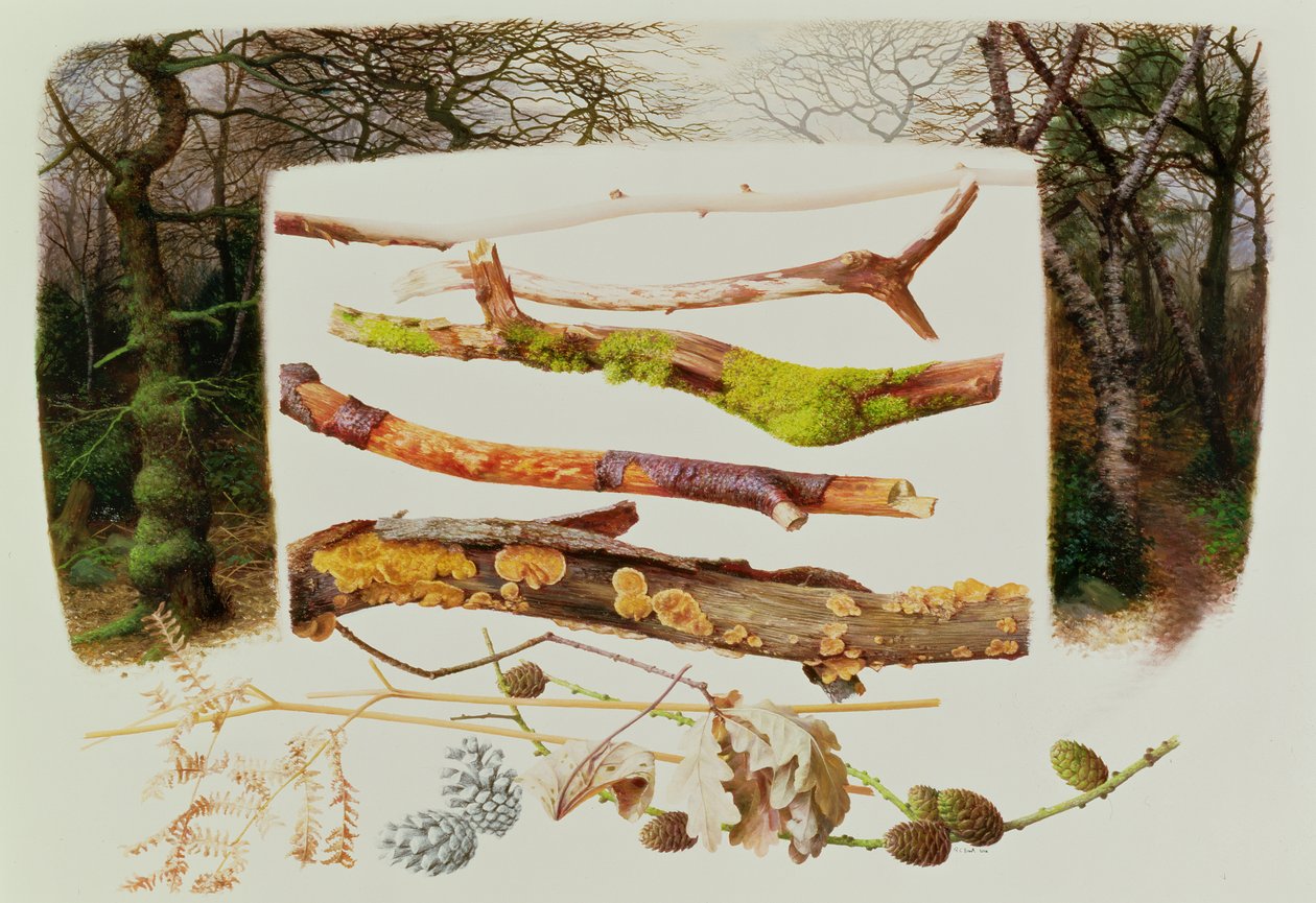 Objectos do bosque de inverno, 2000 (óleo sobre papel) de Raymond Booth