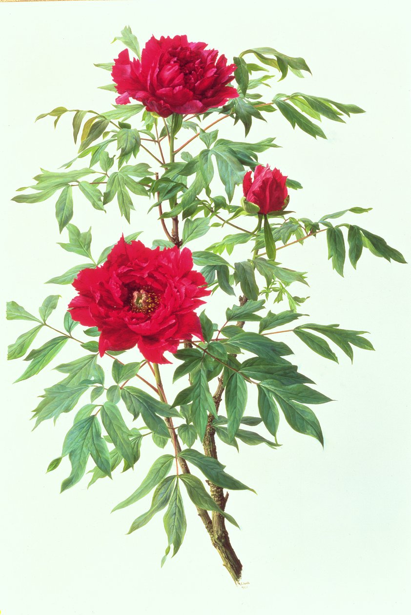 Paeónia japonesa de Raymond Booth
