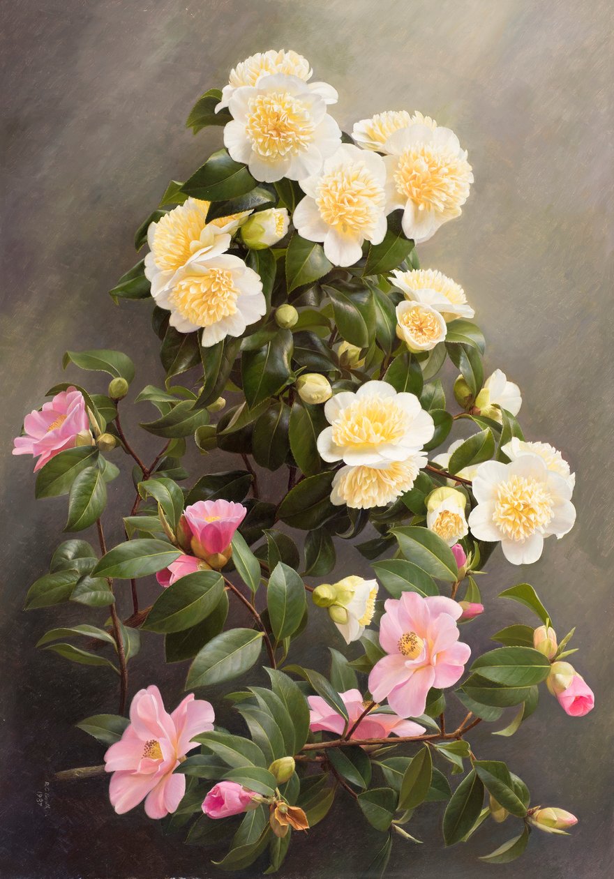 Ninfa amarela do júri e ninfa da madeira de Raymond Booth