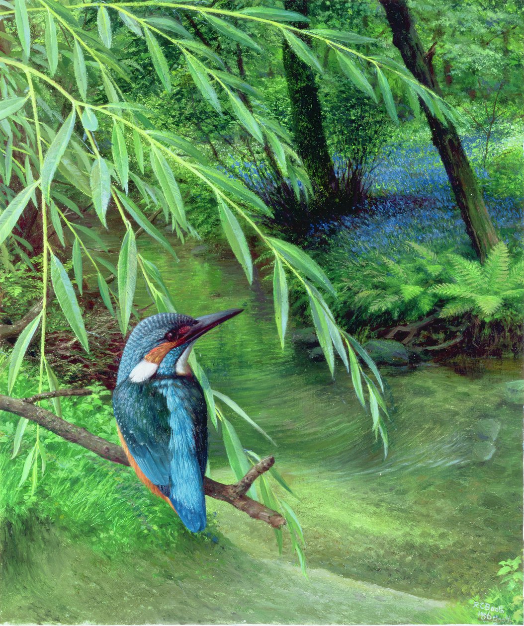 Martim-pescador de Raymond Booth