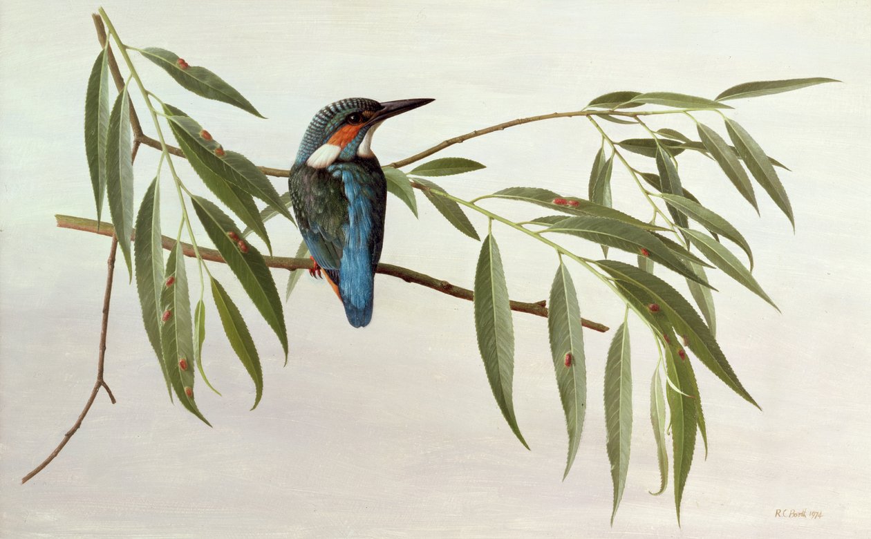Martim-pescador de Raymond Booth