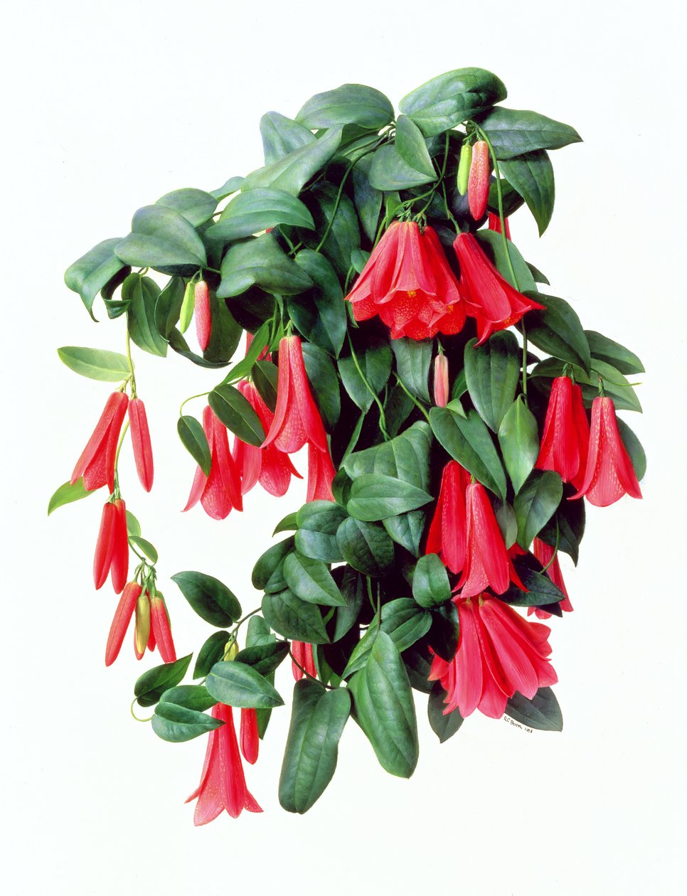 Lapegeria Rosea de Raymond Booth