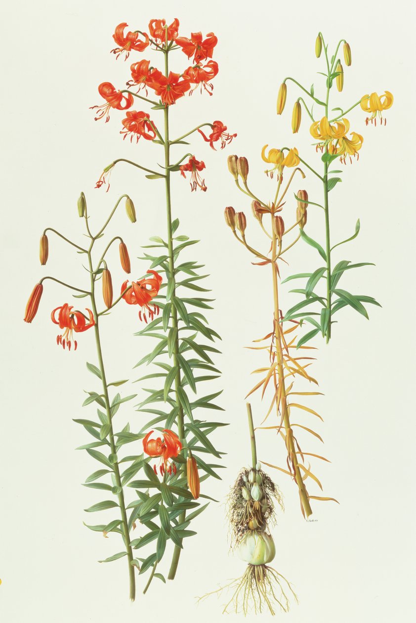 Lilium amabile de Raymond Booth