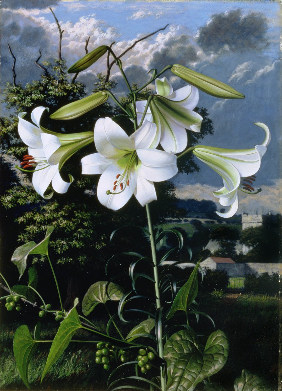 Lilium Emerald, c.1959 (óleo sobre cartão) de Raymond Booth