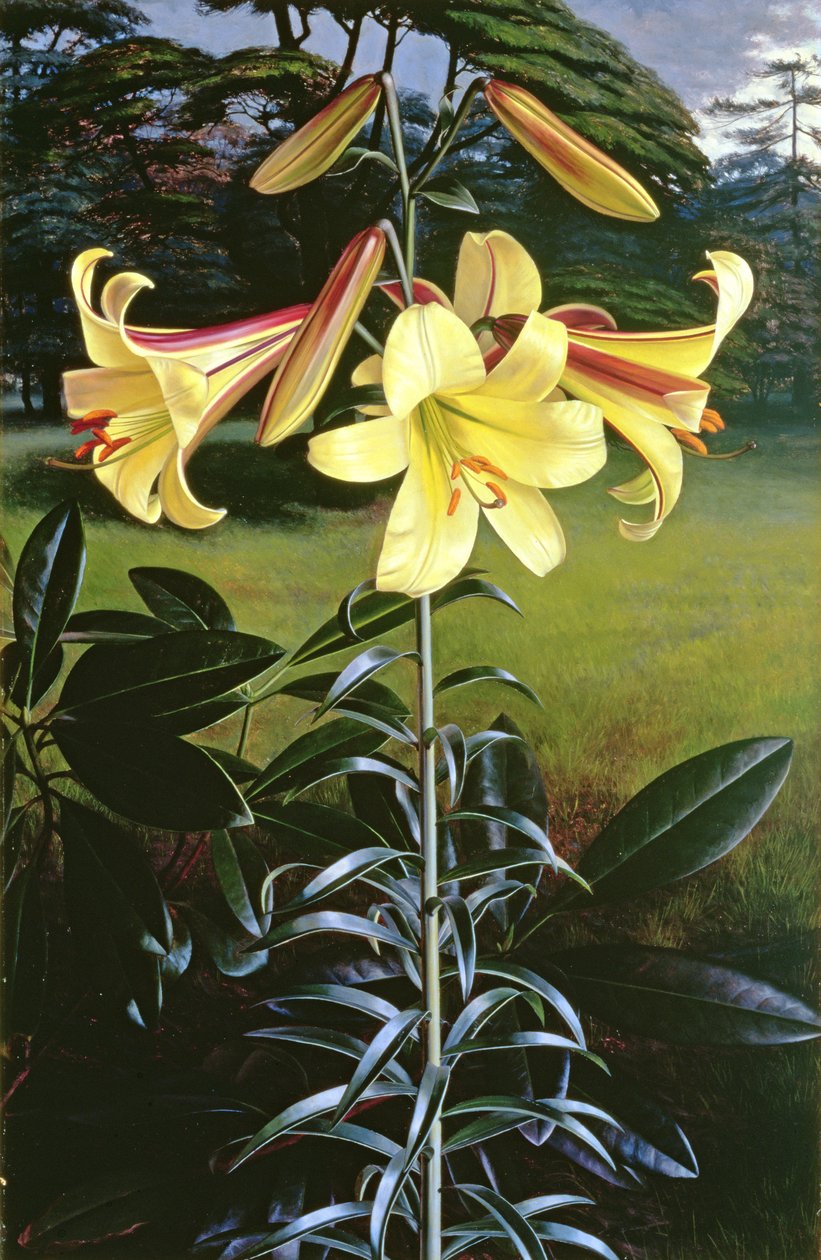 Lilium Clarim Dourado de Raymond Booth